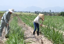Techniques for sugarcane planting