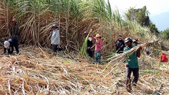Mía đường Phan Rang: Chú trọng các giải pháp hỗ trợ nông dân trồng mía tăng thu nhập