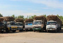 Tây Ninh: Giá mía tươi đầu vụ đạt 1,05 triệu đồng/tấn tại ruộng