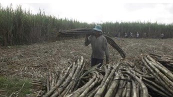 Tây Ninh rút ngắn thời gian thu hoạch mía để giảm thiệt hại cho nông dân