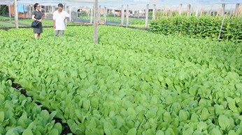 Tây Ninh mời gọi đầu tư nhiều dự án nông nghiệp